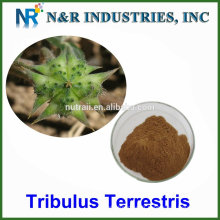 Prix ​​en vrac Tribulus terrestris extrait en poudre en gros